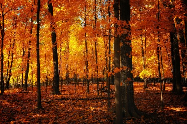 Belle forêt d automne dans les tons orange