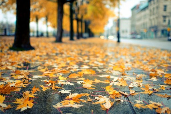 Feuilles jaunes sur l asphalte sous la pluie