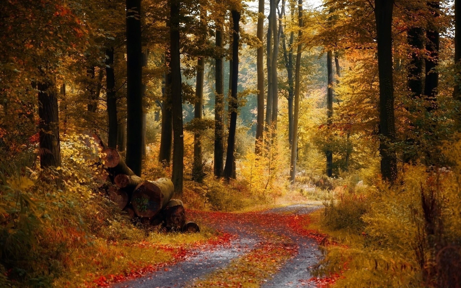 automne automne bois arbre feuille paysage parc scénique lumière du jour route environnement extérieur nature manuel lumière