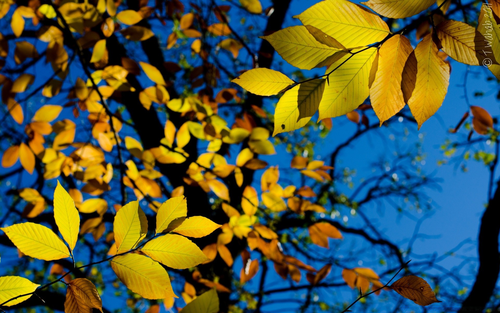 automne feuille automne arbre nature lumineux saison flore bois à l extérieur branche couleur beau temps parc lumière or résumé érable croissance bureau
