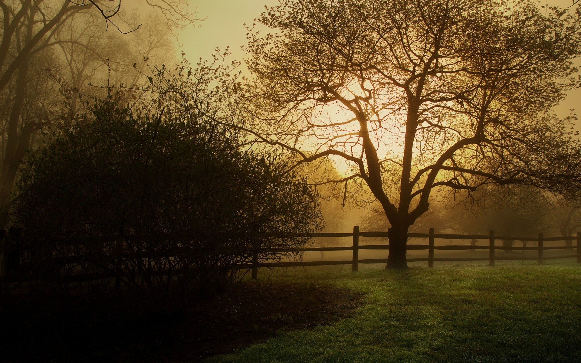 automne paysage arbre aube brouillard brouillard automne bois nature branche soleil campagne lumière coucher de soleil beau temps