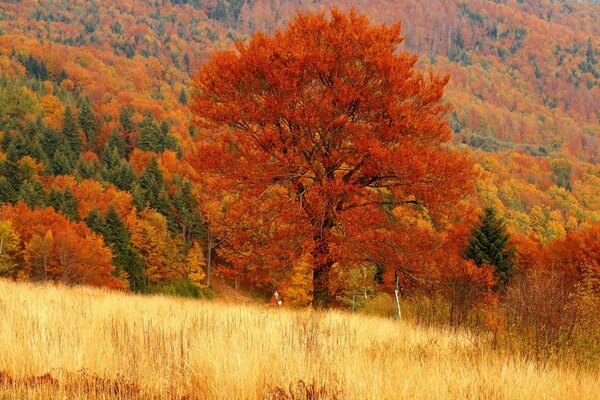 Automne doré et nature
