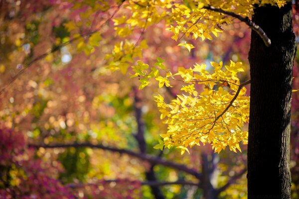 Feuilles d automne sur un arbre par temps ensoleillé