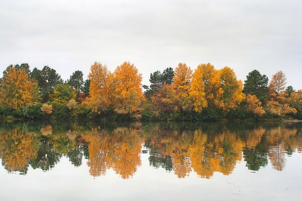 Paysage de forêt d automne au bord du lac