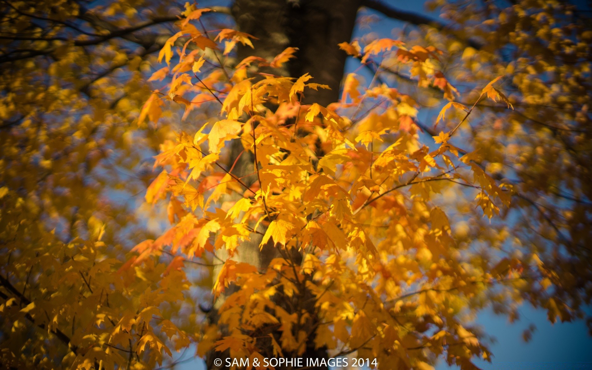automne automne feuille nature en plein air arbre saison lumineux branche érable bois changement or beau temps parc luxuriante flore couleur