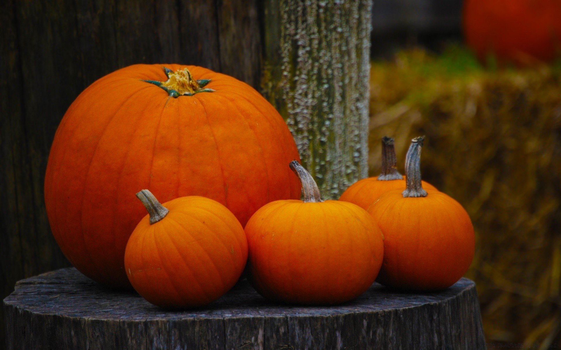 automne citrouille halloween automne thanksgiving pâturage grandir lanterne nourriture citrouille légume courge