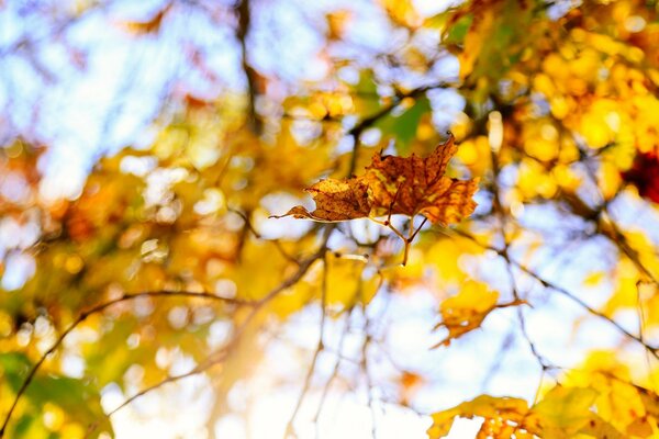 Feuilles d automne jaunes d un arbre