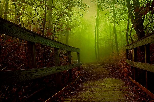 Brouillard d automne dormant dans la forêt