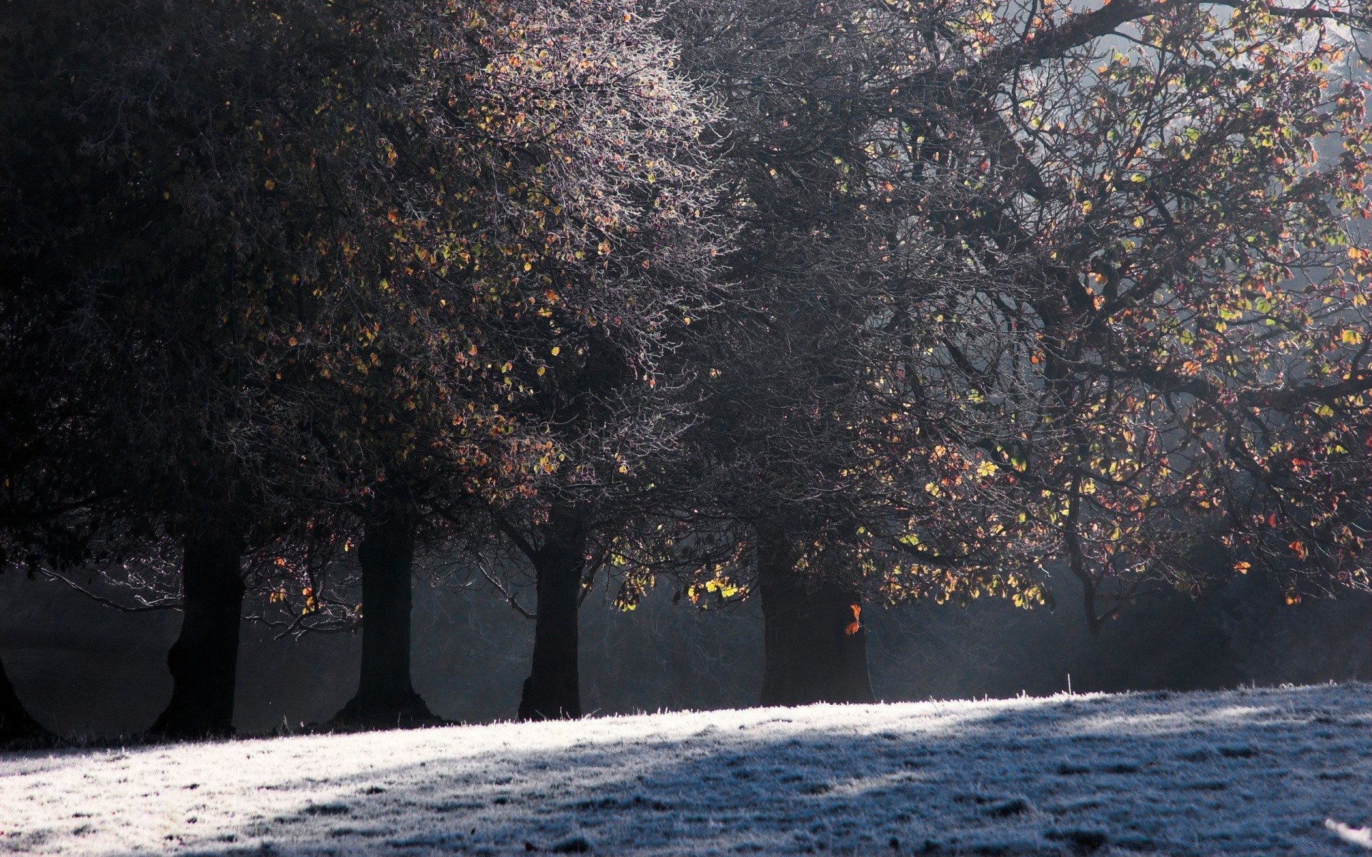 automne arbre hiver paysage automne nature neige branche lumière à l extérieur eau parc feuille