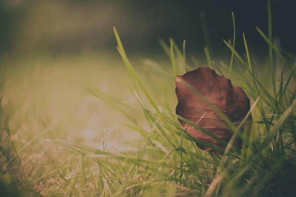 Feuille sèche d automne dans l herbe verte