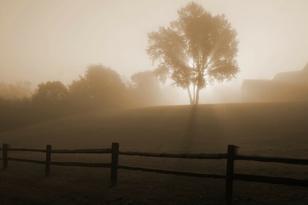 Matin brumeux au Ranch. Arbre sur la colline