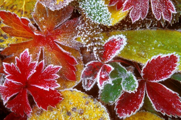 Les feuilles gèlent, on sent l arrivée de l hiver