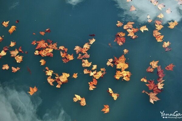 Les feuilles d érable tombées flottent paisiblement