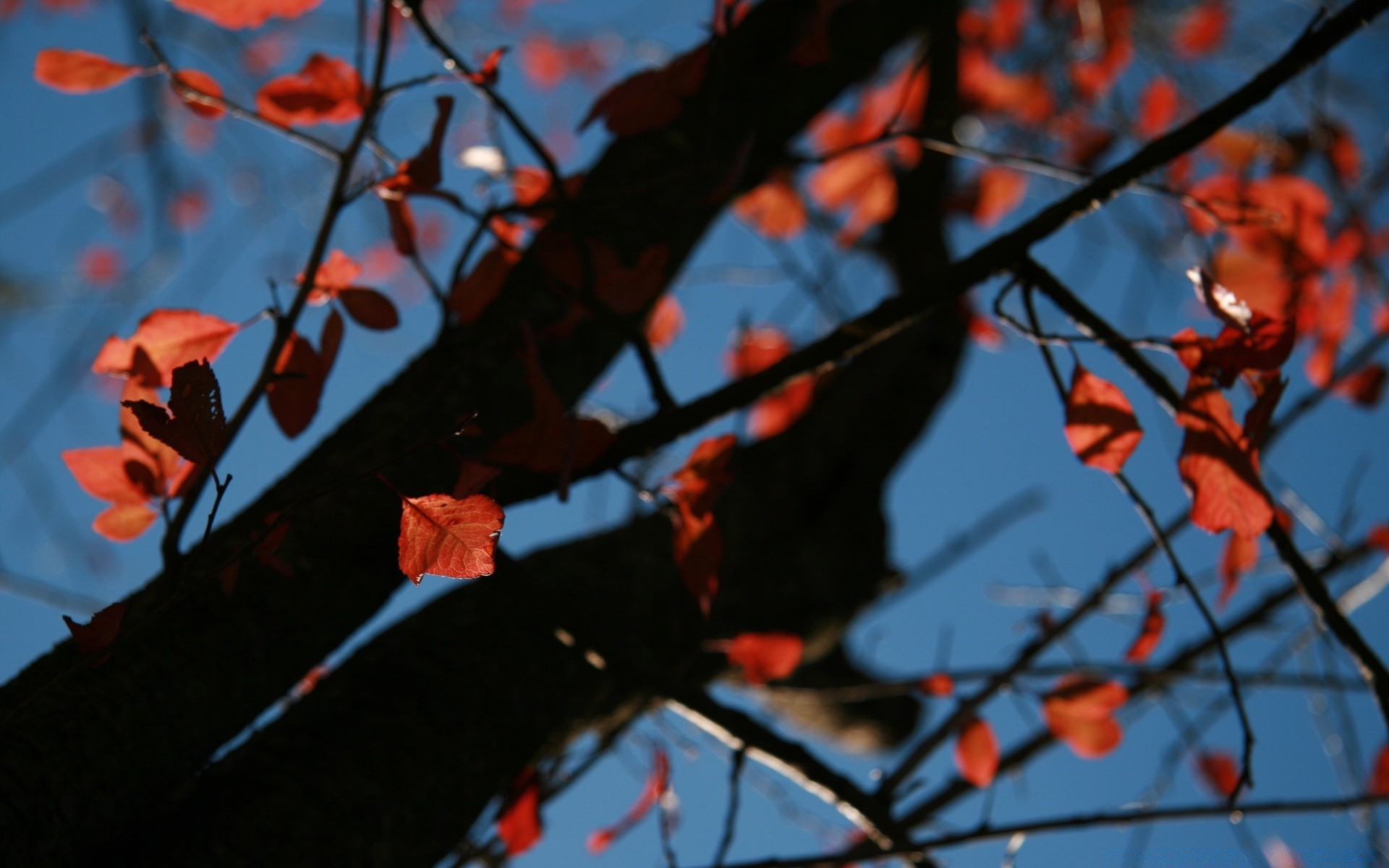 automne arbre branche feuille fleur à l extérieur automne parc hiver couleur saison paysage lumière nature