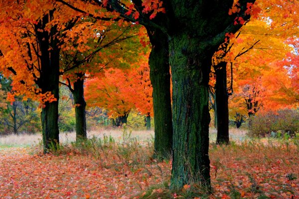 Feuilles d automne sur les arbres