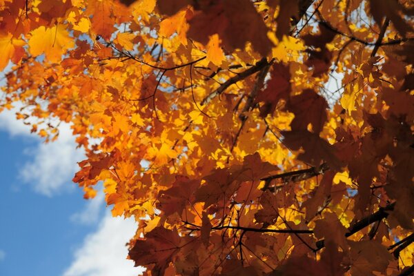 Érable avec beau feuillage en automne