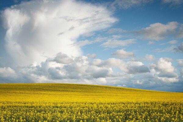 Ciel bleu. Champ jaune