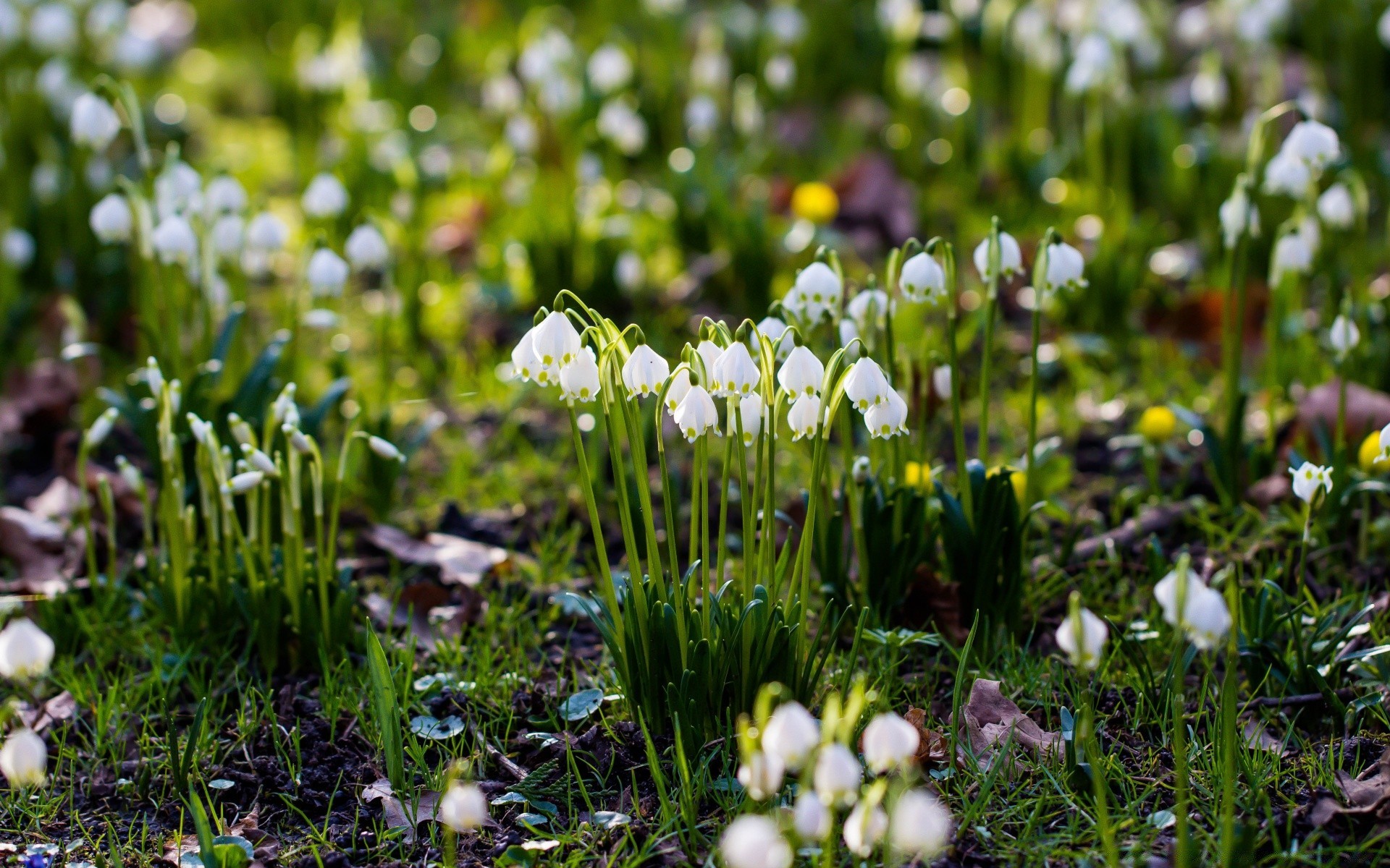 printemps herbe nature foin fleur flore saison à l extérieur champ pâques beau temps croissance jardin lumineux été feuille bluming parc printemps gros plan