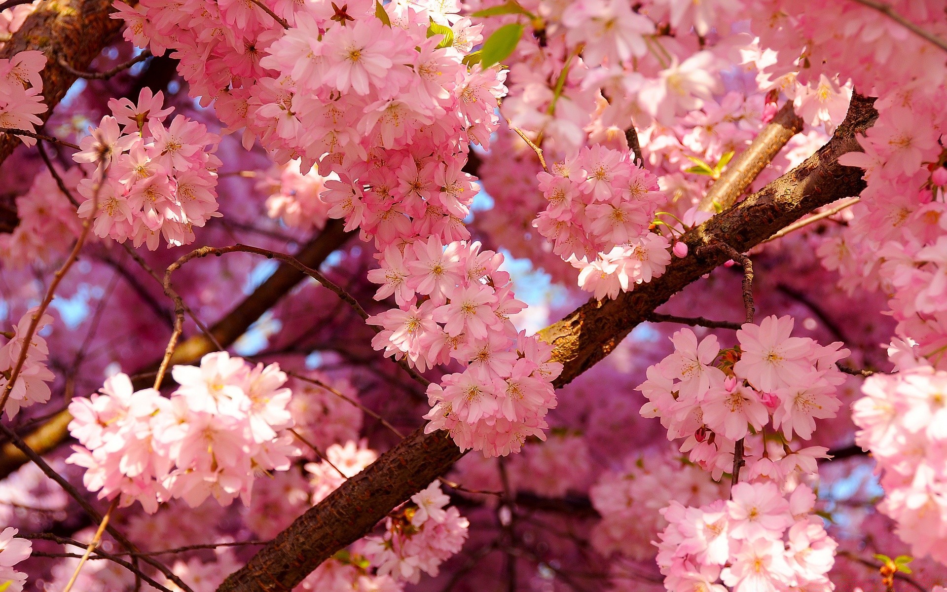 printemps fleur cerise branche arbre flore nature bluming pétale saison jardin floral feuille gros plan printemps parc copain pomme couleur délicat