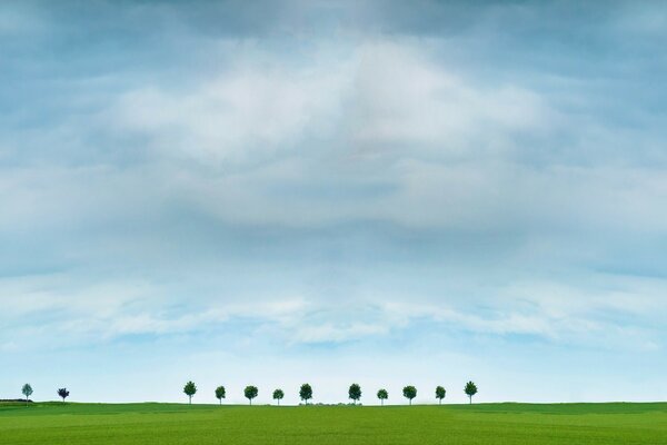 Arbres à l horizon avec un ciel nuageux