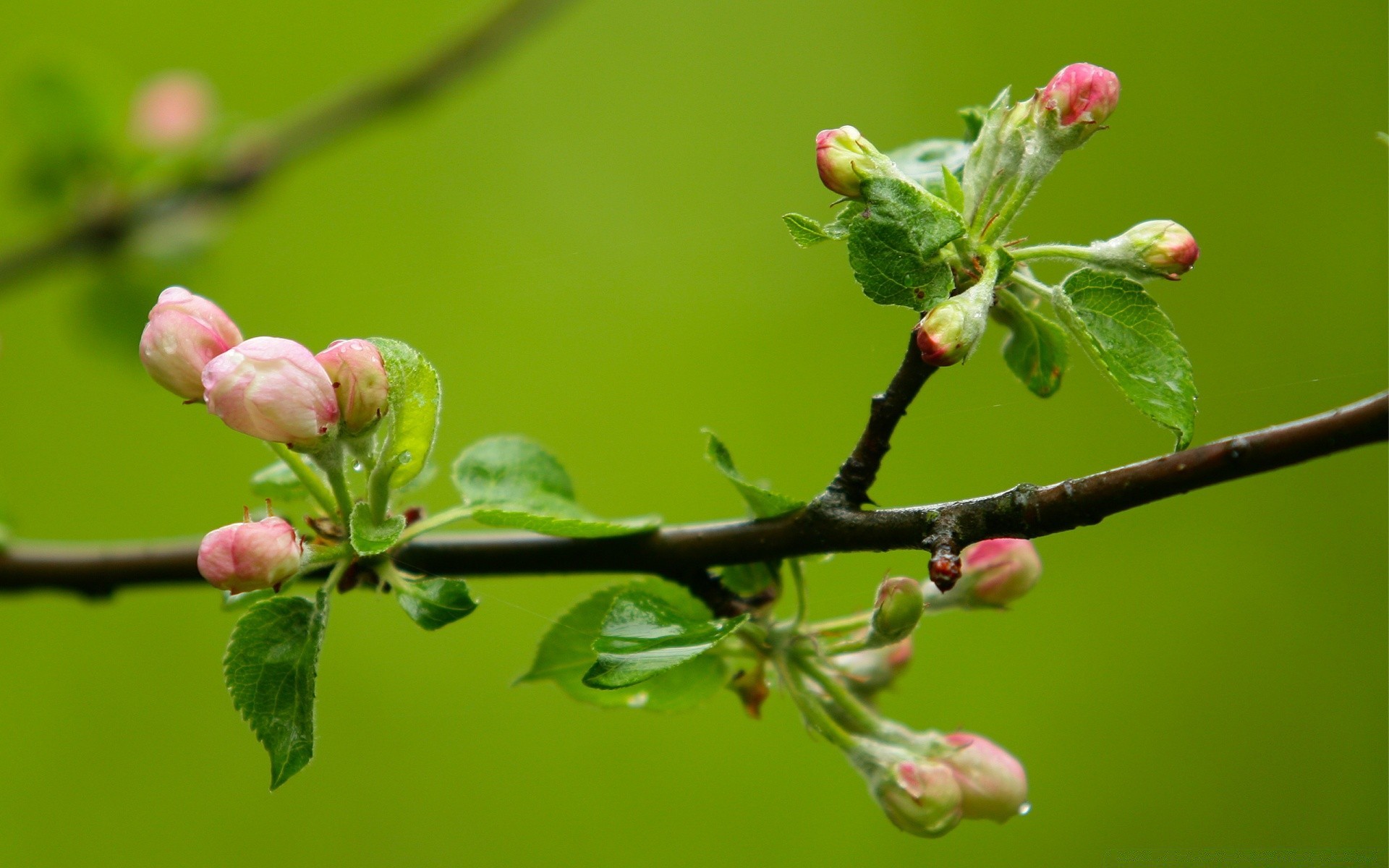 printemps nature branche arbre fleur flore feuille jardin copain croissance cerise à l extérieur pomme prune saison été gros plan couleur fruits parc