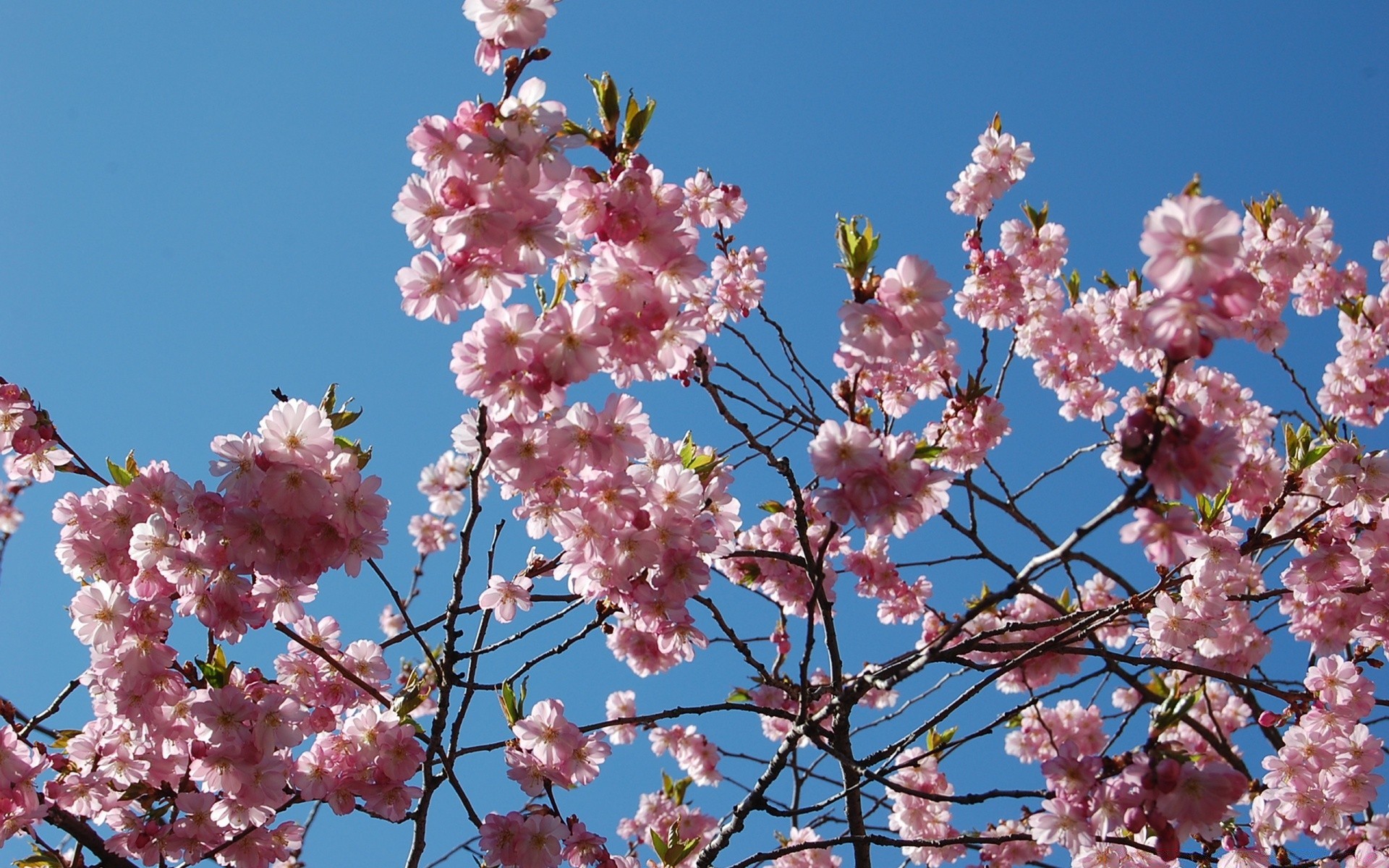 printemps fleur cerise branche arbre flore bluming pétale saison nature printemps copain jardin croissance floral à l extérieur été feuille pomme lumineux