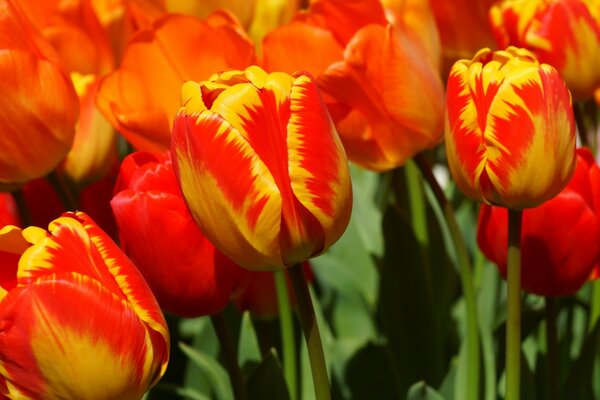 Beaucoup de tulipes rouges vives