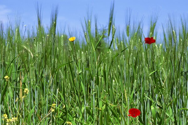 Herbe des champs, foin au printemps