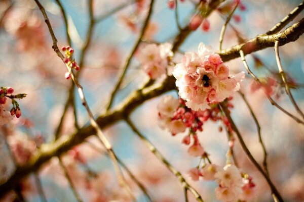 Fleur de cerisier sur une branche sur un fond de ciel