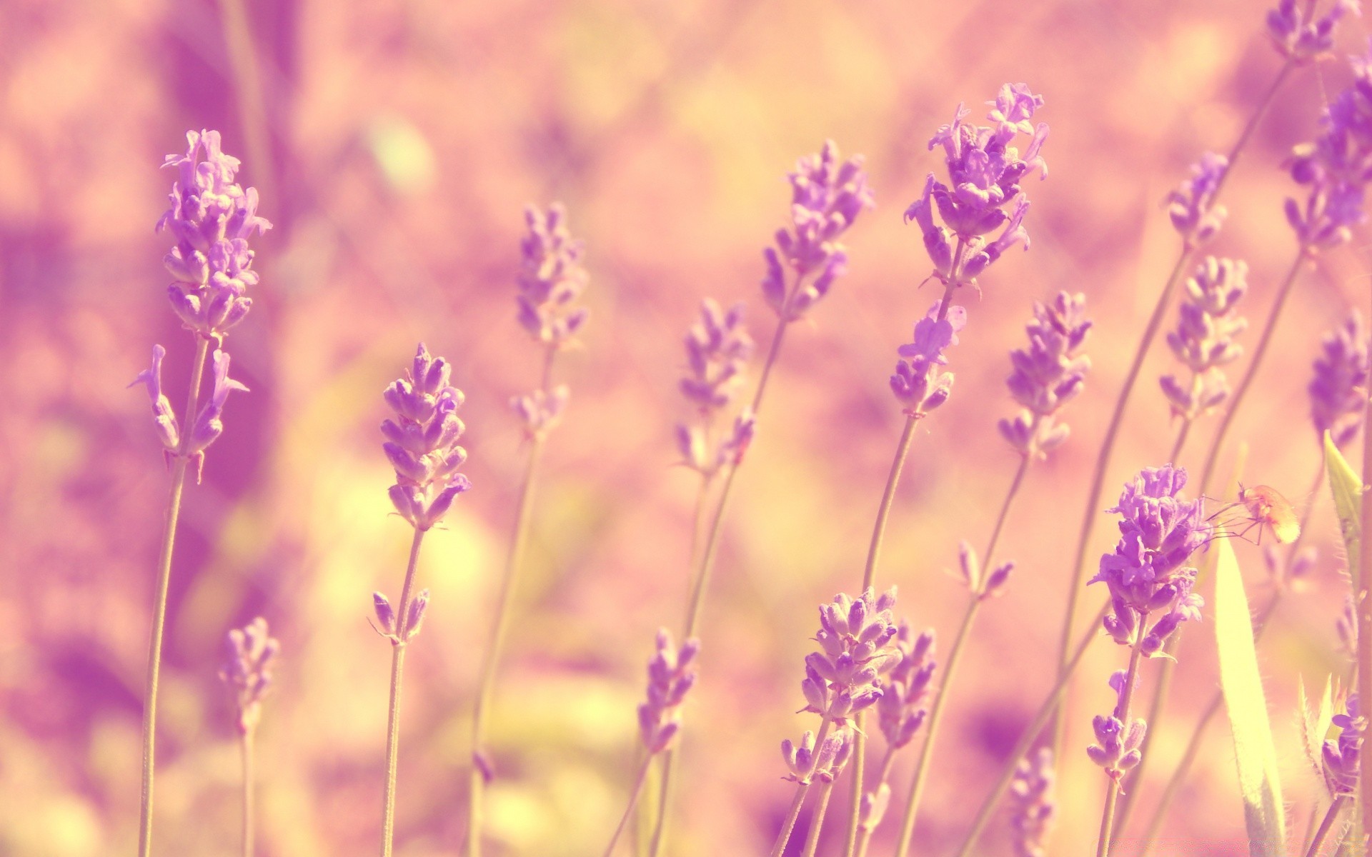 été nature fleur champ flore rural soleil lavande beau temps floral feuille couleur violet campagne croissance lumineux herbe