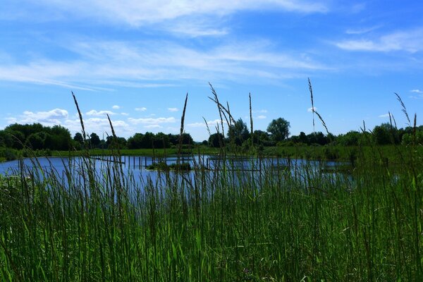 Paysage paisible d un lac perdu dans l herbe