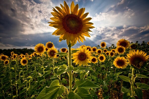 Champ de tournesols. Été. Ciel nuageux