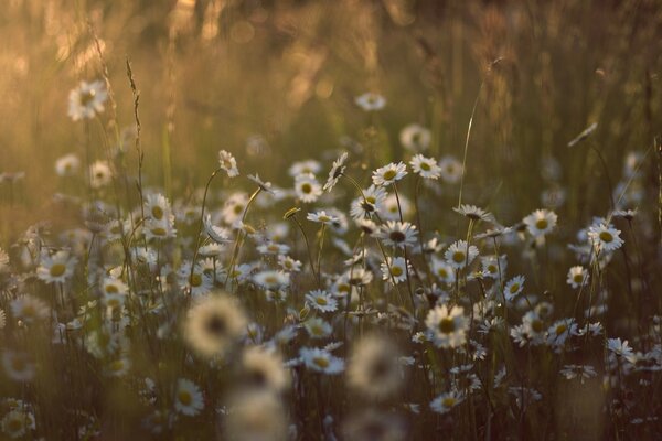 Paysage d été: mer de fleurs
