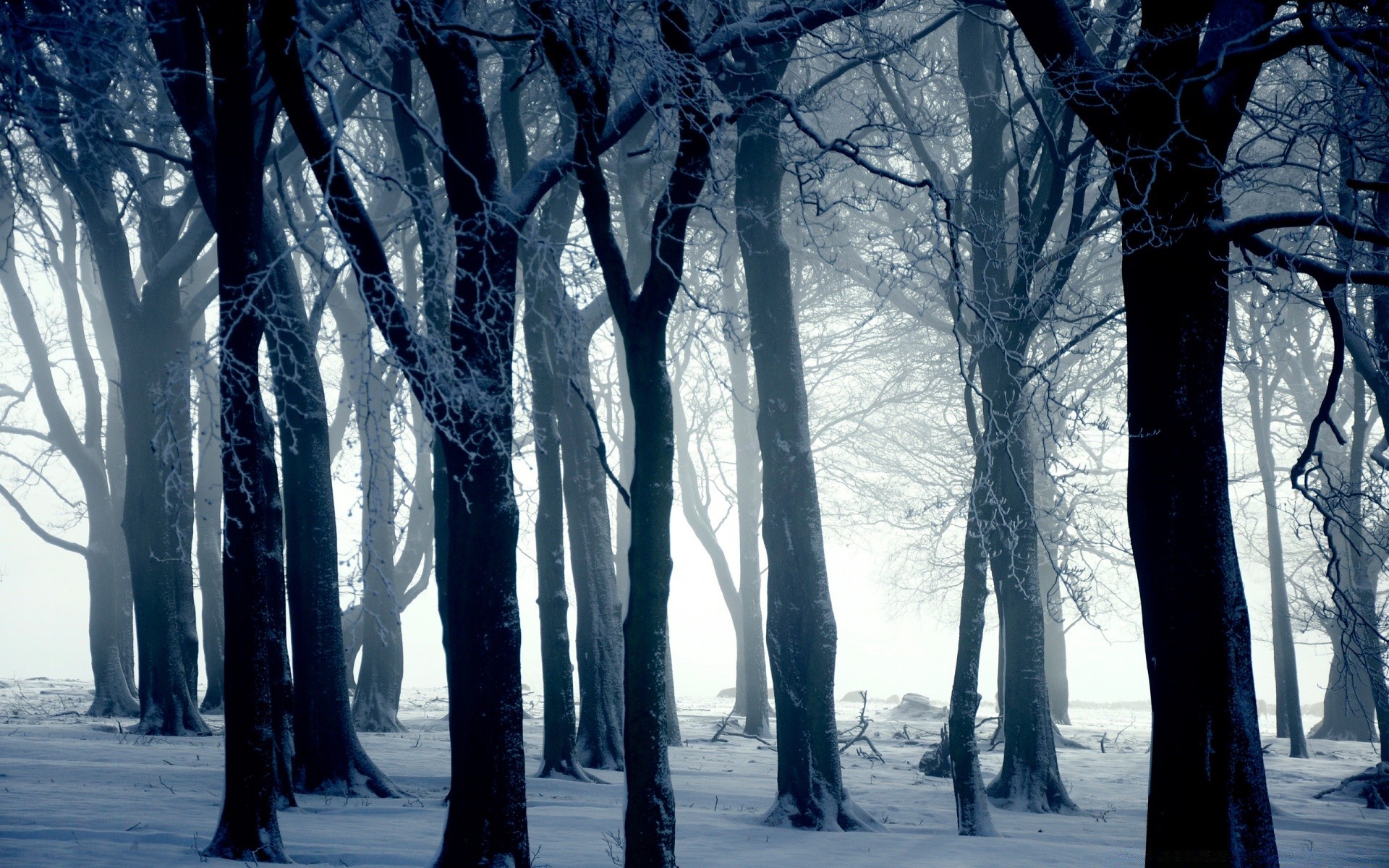 hiver neige froid gel congelé bois paysage bois glace météo nature saison brouillard givré scénique