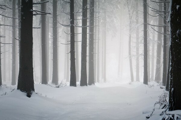 Hiver rigoureux. Brouillard dans la forêt