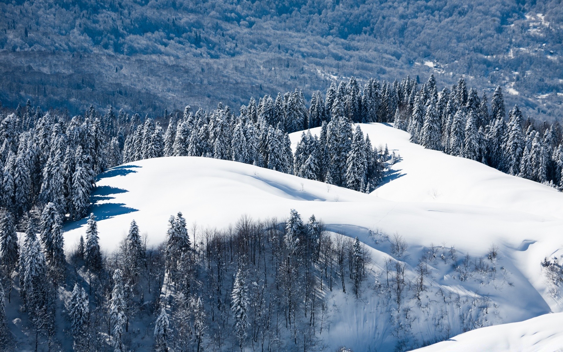 hiver neige montagne froid scénique glace bois paysage neigeux gel congelé colline station pic de montagne saison météo alpine bois