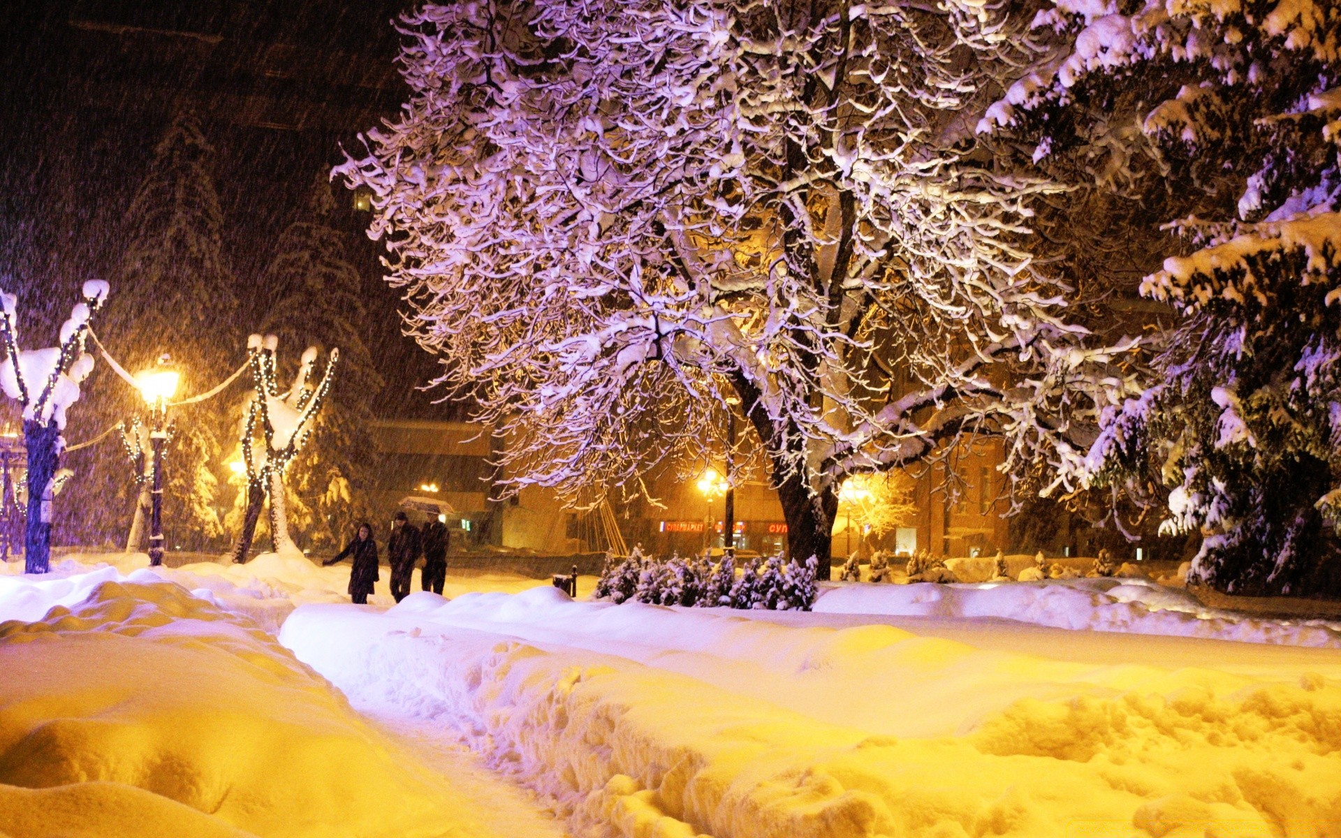 hiver arbre neige lumière noël paysage voyage bois en plein air