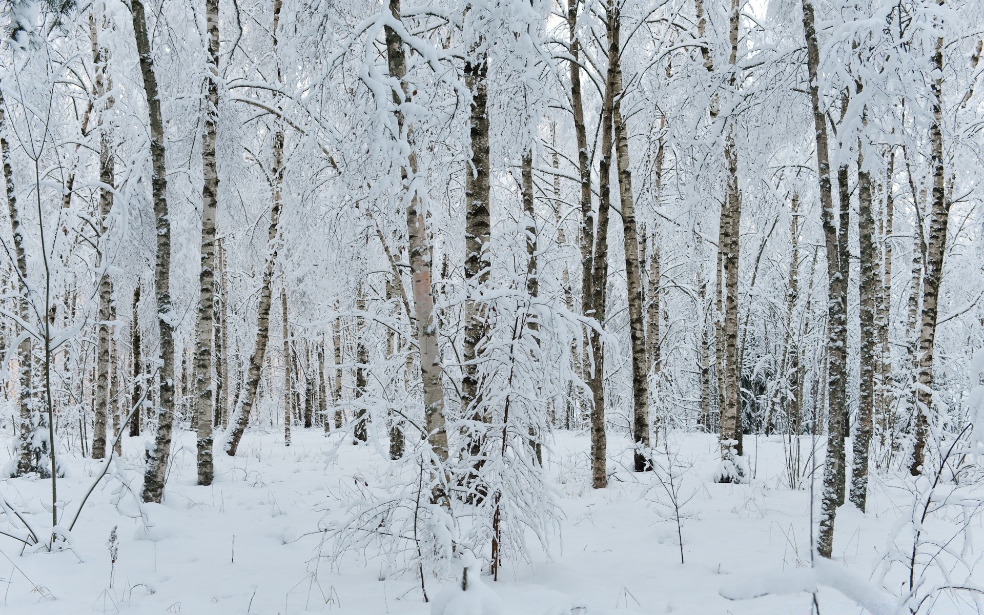 hiver neige bois gel froid congelé météo saison givré bois glace paysage branche congère scénique bouleau scène tempête de neige