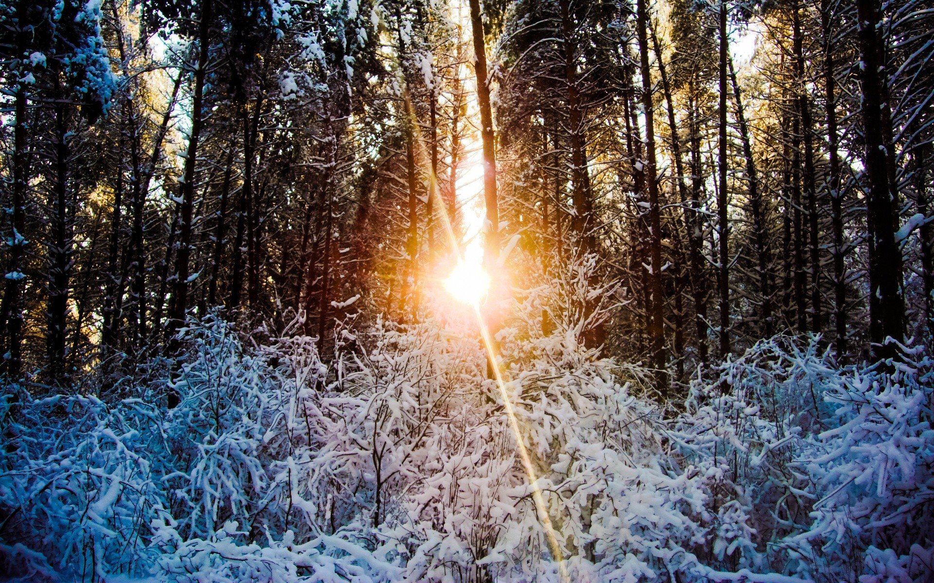 hiver bois gel neige arbre saison froid nature paysage beau temps congelé lumière à l extérieur parc pin soleil lumineux scène bureau météo