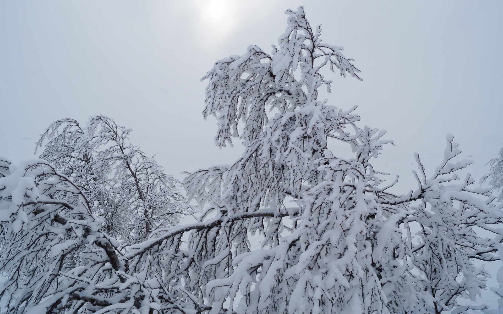 hiver neige gel froid bois congelé bois saison glace météo paysage neige-blanc neigeux glacial givré scène branche tempête de neige scénique