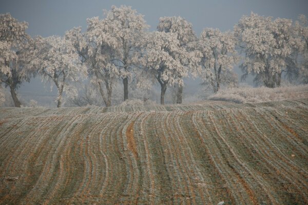 Champ d hiver sur fond d arbres