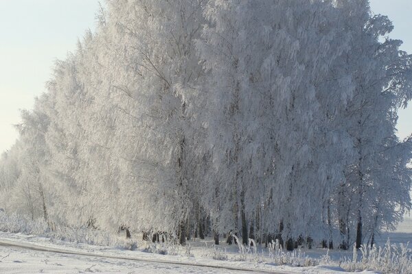 Arbre gelé au soleil