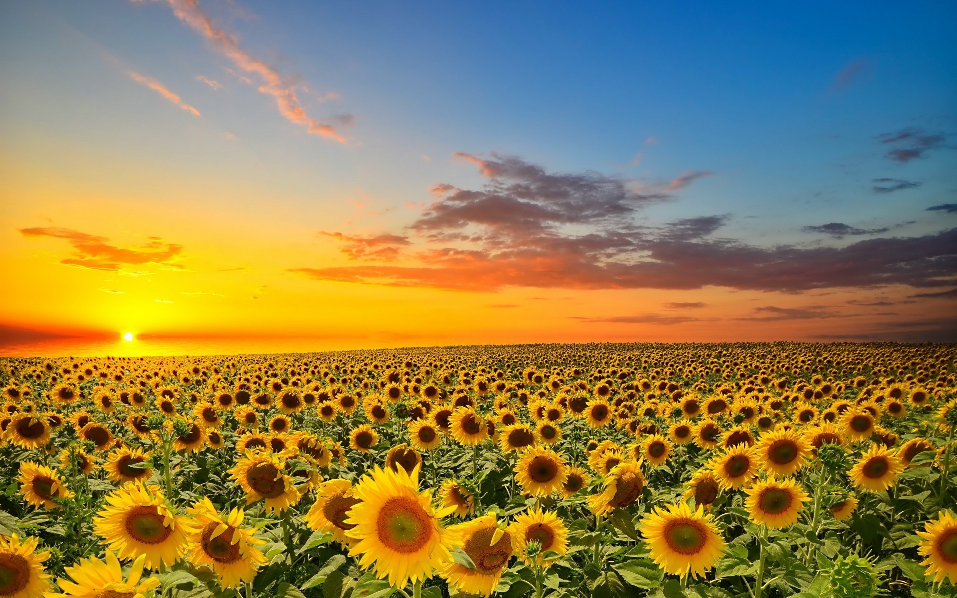paysage soleil nature tournesol été lumineux champ ciel beau temps fleur rural flore croissance agriculture ensoleillé belle lumineux bureau à l extérieur paysage