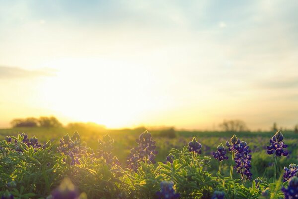Les fleurs sur le terrain créent un motif, la nature dans toute sa splendeur est apparue