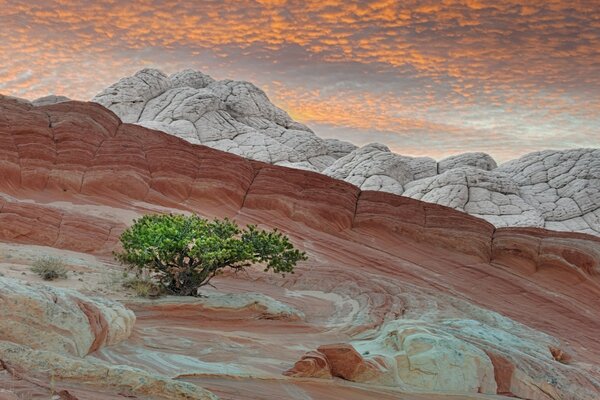 Arbre solitaire sur le flanc de la montagne