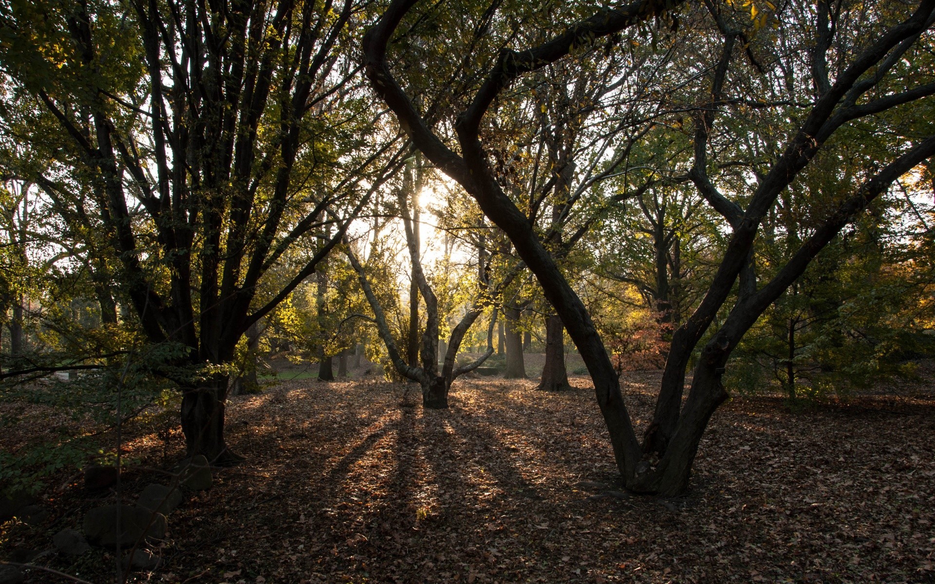 amérique bois bois paysage parc feuille nature automne branche environnement guide aube scénique lumière du jour luxuriante saison beau temps en plein air soleil tronc