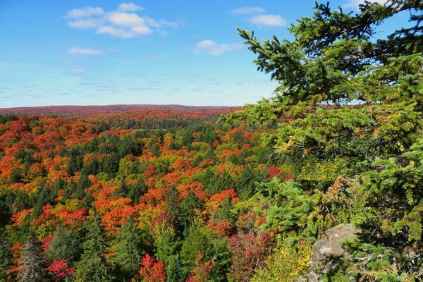 Forêt d automne dense vue de dessus