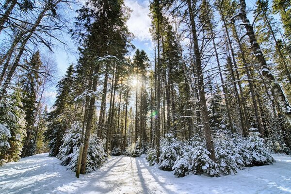 Forêt d hiver entourée de beaux arbres
