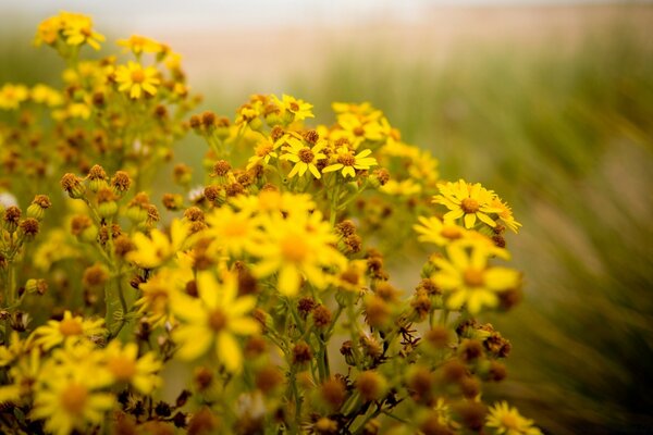 Fleur jaune dans le champ d été